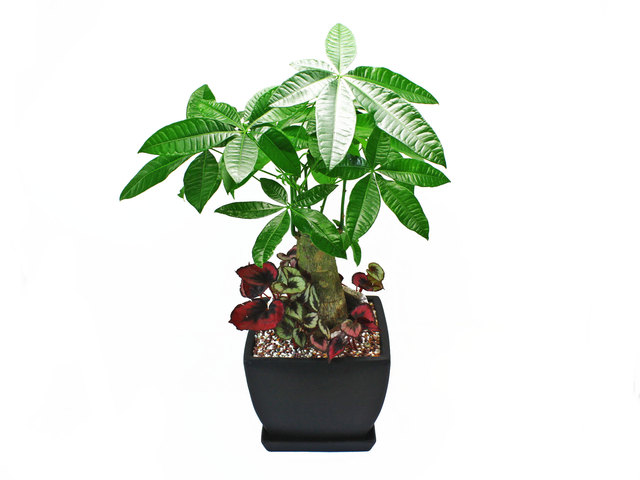 Flower Shop Plants - Green Plant 7 - L36352 Photo