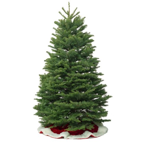 Seasonal Gifts - Noble Pine Christmas Tree (4 - 10 ft) 1014A1 - KN1014A1 Photo